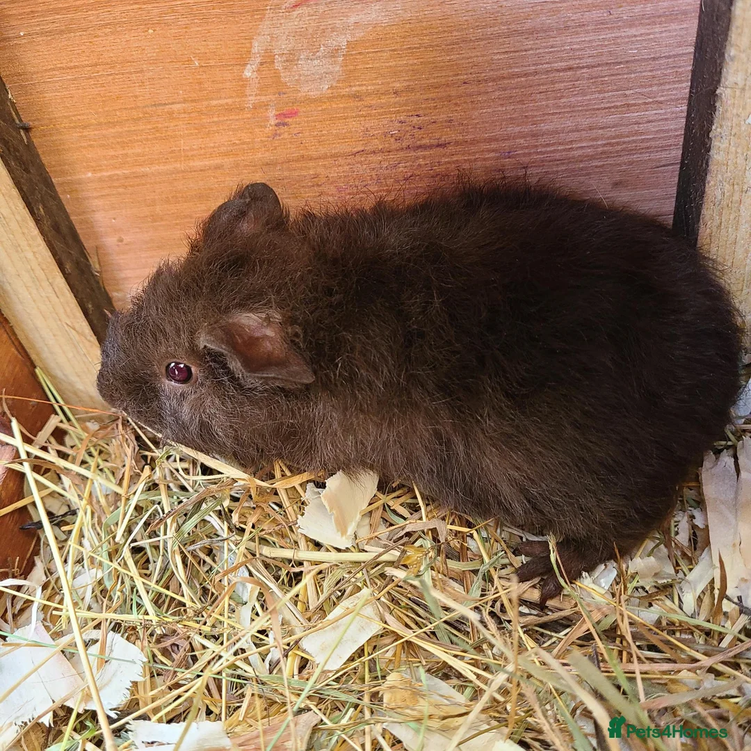 Guinea Pig rodents for sale: Guine Pigs (Male) - Advert 2