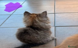 Maine Coon cats for sale: 🐾 Maine Coon Kittens X needing forever home 🐾 - Image 23