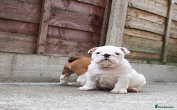 English Bulldog dogs for sale: ⭐ Exceptional Health Tested Parents ONLY 1 💙 left - Image 5