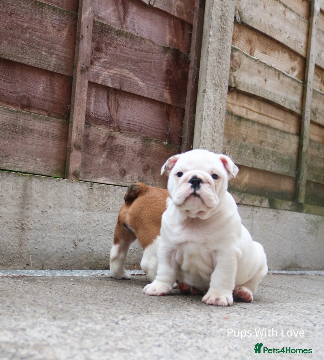 English Bulldog dogs for sale: ⭐ Exceptional Health Tested Parents ONLY 1 💙 left - Image 5