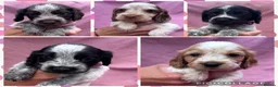 Cocker Spaniel dogs for sale:  Beautiful Litter of Show Cocker Spaniels  - Advert 9