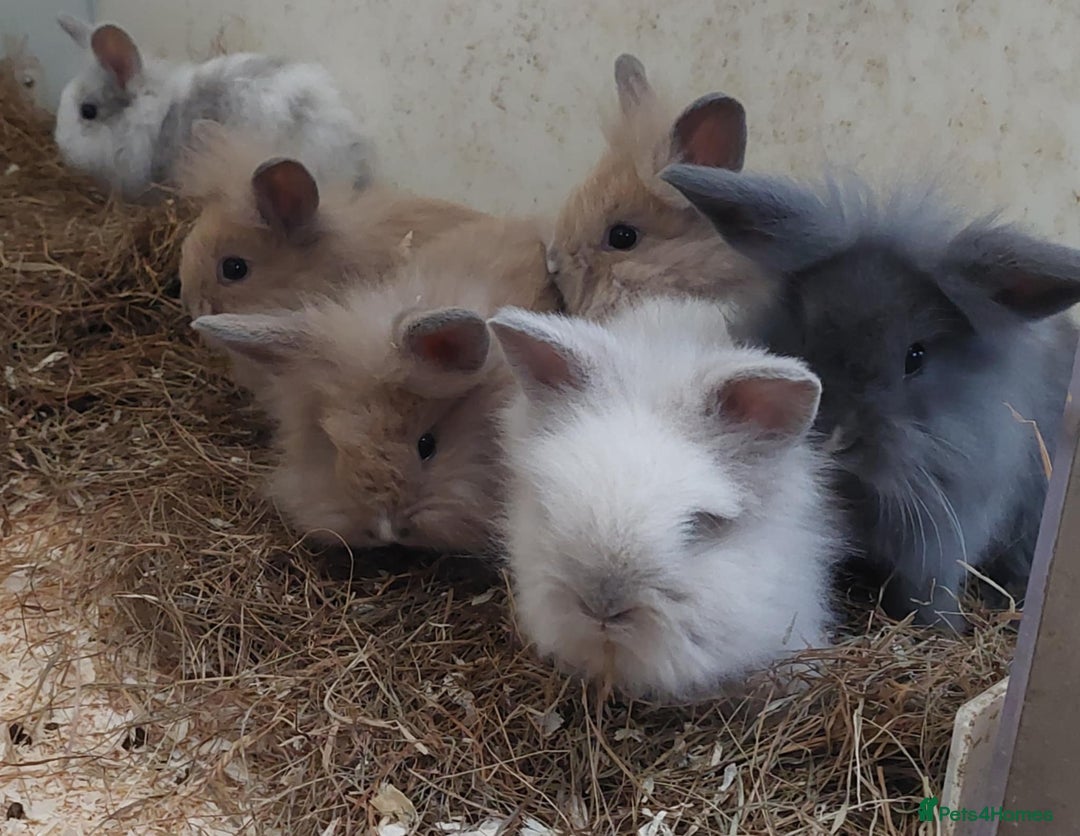 Lionhead rabbits for sale: Gorgeous baby bunnies for sale  - Image 2