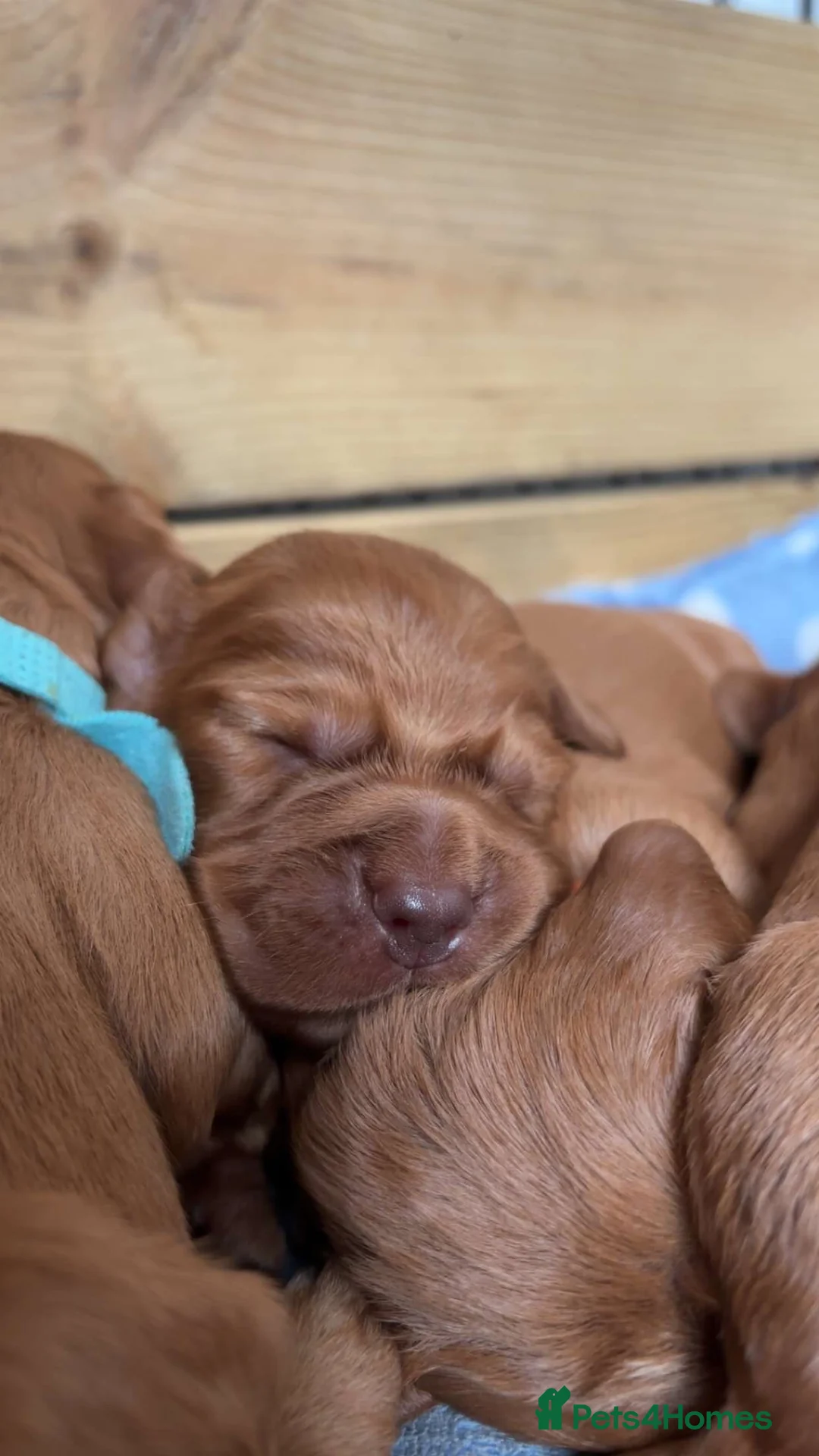 Cocker Spaniel dogs for sale: Stunning Red Kc Working Cocker Spaniels   - Advert 8