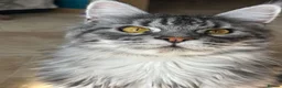 Maine Coon cats for sale: Florence  - Advert 8
