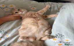 Mixed Breed cats for sale: Adorable fluffy ginger kittens  - Image 15