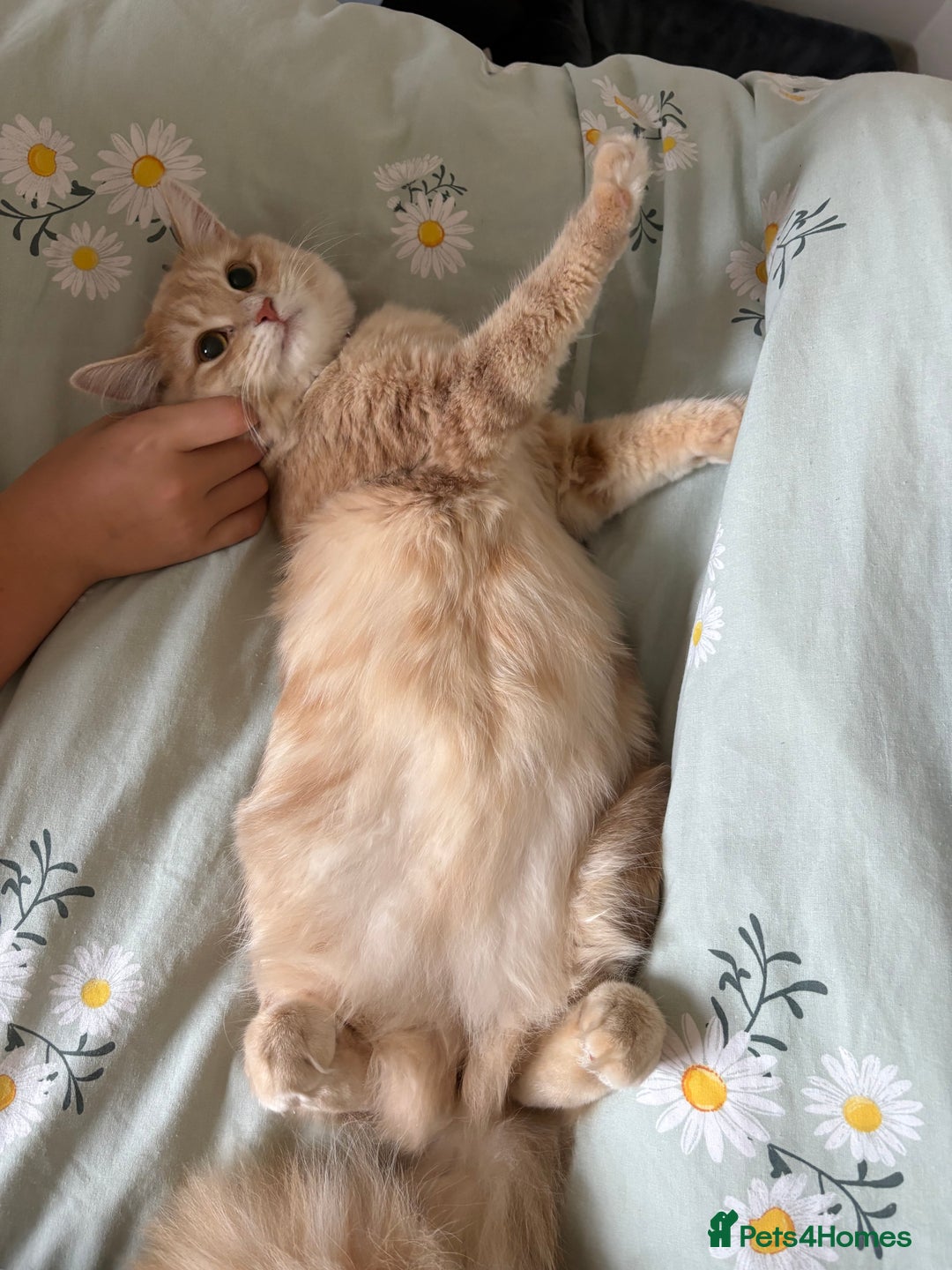 Mixed Breed cats for sale: Adorable fluffy ginger kittens  - Image 15