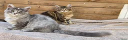 Maine Coon cats for sale: Maine Coon Kittens  - Advert 1