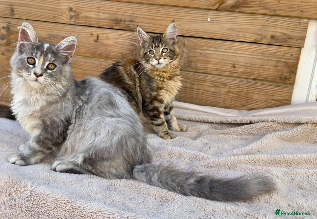 Maine Coon cats for sale: Maine Coon Kittens  - Advert 1