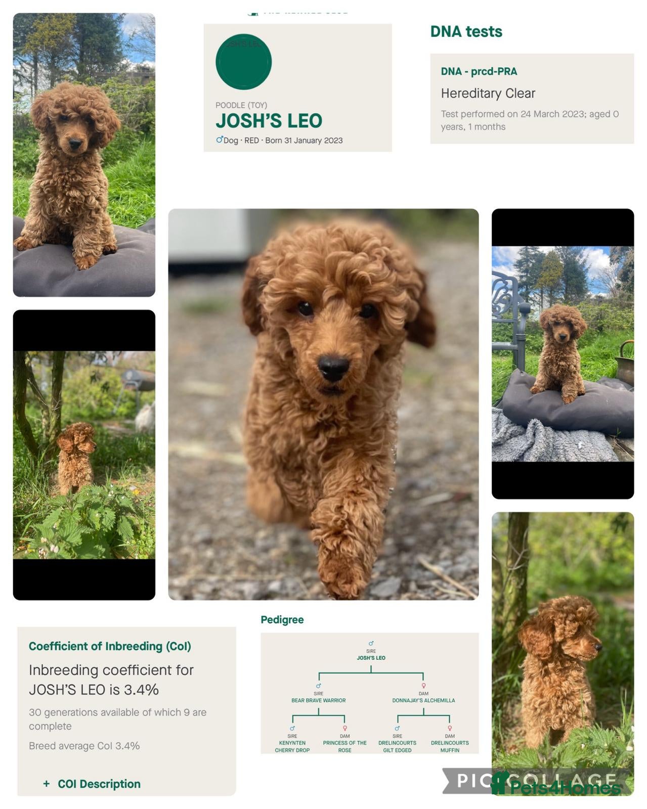 Toy Poodle dogs Red Toy poodle for stud health tested  in Swansea - Advert 9