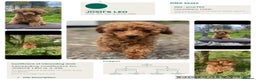 Toy Poodle dogs for stud: Red Toy poodle for stud health tested  in Swansea - Advert 1