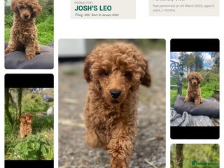 Toy Poodle dogs Red Toy poodle for stud health tested in Swansea - Advert 4