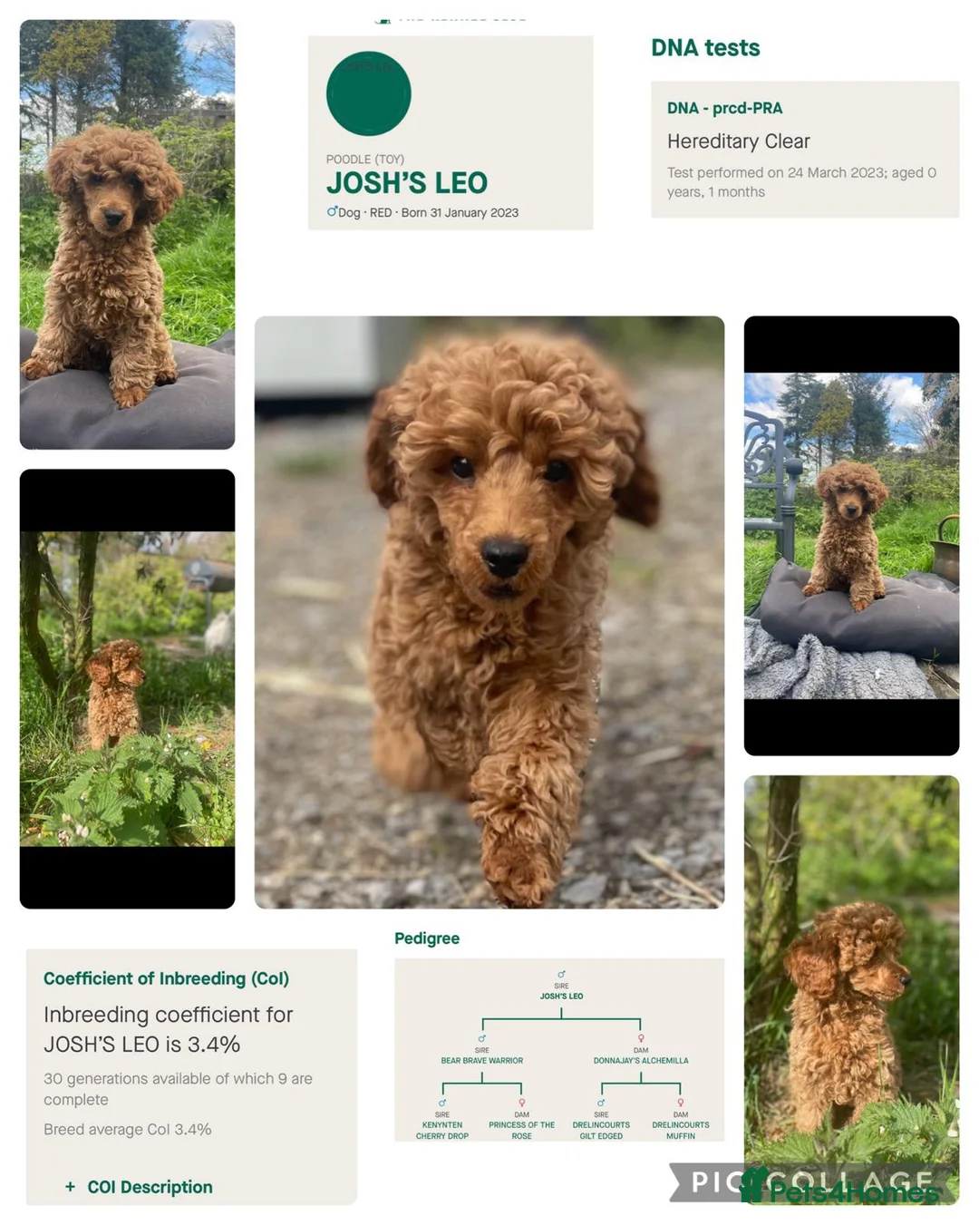 Toy Poodle dogs for stud: Red Toy poodle for stud health tested  in Swansea - Advert 1
