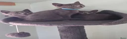 Russian Blue cats for sale: Beautiful full Russian Blue Kittens  - Advert 5