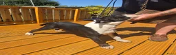 English Bull Terrier dogs for sale: Male English bull terrier pup - Advert 4