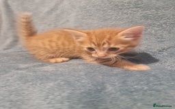 Mixed Breed cats for sale: Beautiful Kittens Available ✨️ in ELY - Image 32