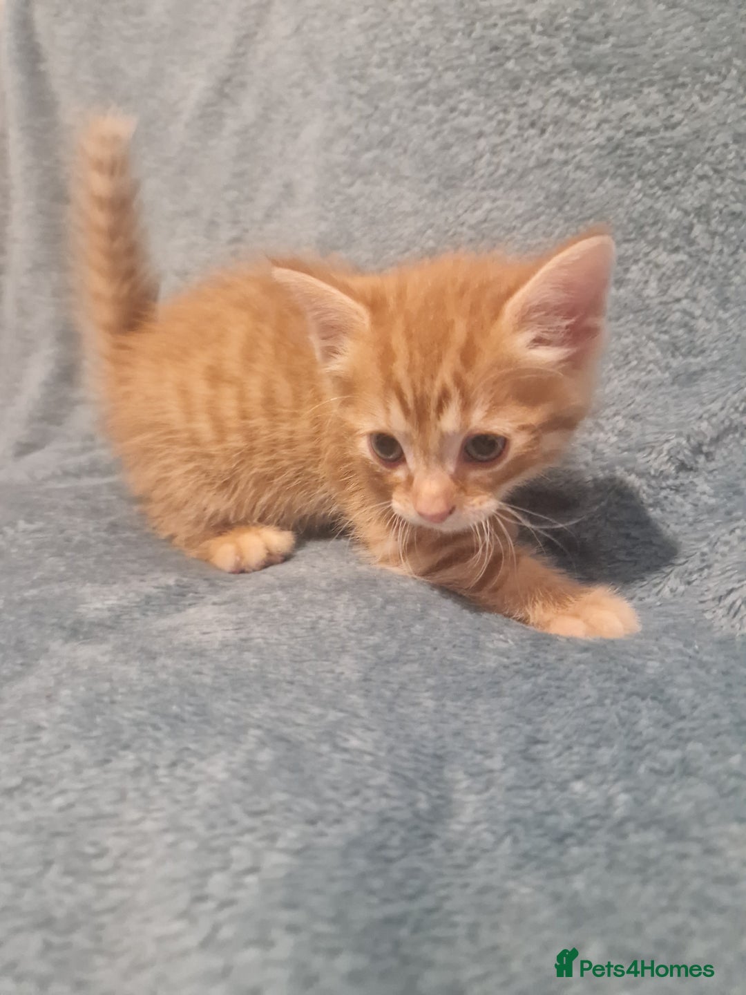 Mixed Breed cats for sale: Beautiful Kittens Available ✨️ in ELY - Image 32