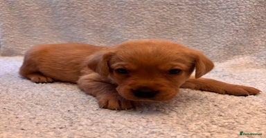 Labrador Retriever dogs Labrador Puppies  - Advert 7