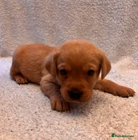 Labrador Retriever dogs Labrador Puppies - Advert 7