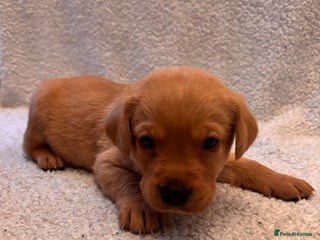 Labrador Retriever dogs Labrador Puppies Yellow & Red Fox - Advert 4