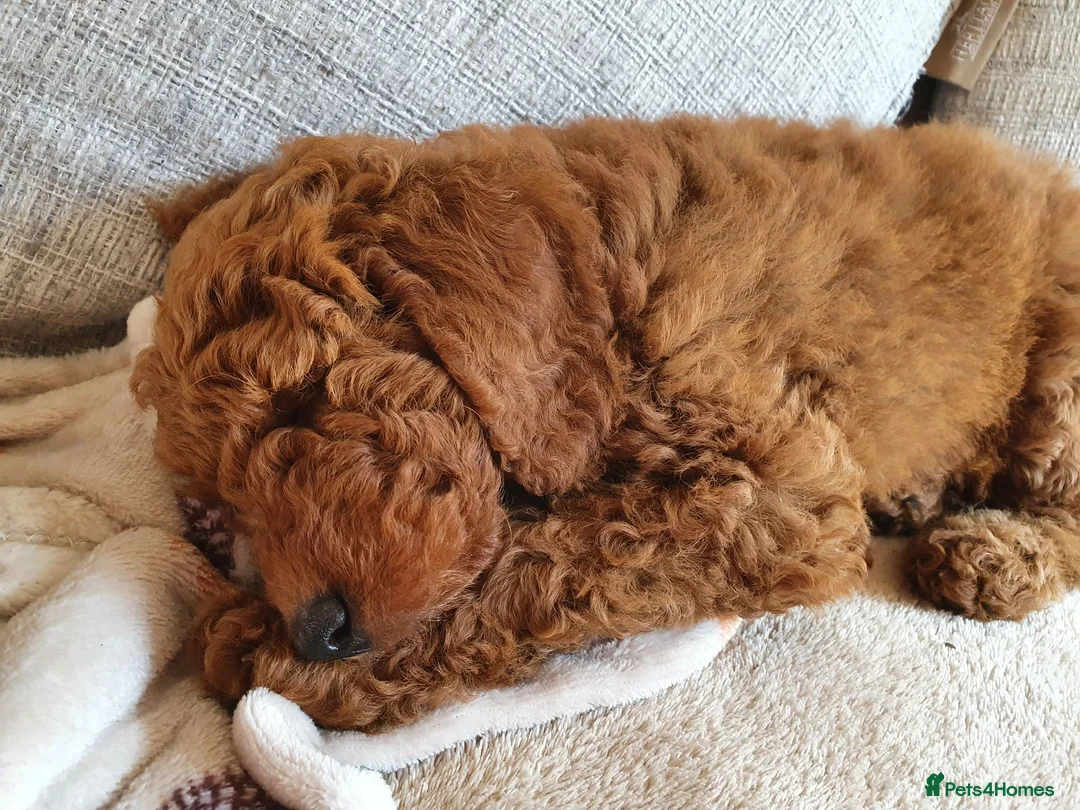Miniature Poodle dogs for sale: Champion Line. KC Registered Fully health tested - Advert 10