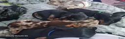 Dachshund dogs for sale: Minature daschund beautiful puppies - Advert 27