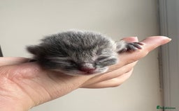 Persian cats for sale: CHOCOLATE PERSIAN KITTENS - Image 16