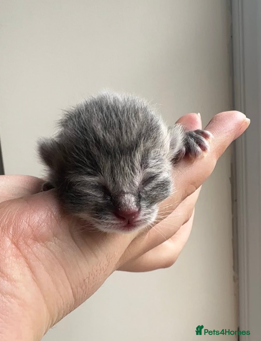Persian cats for sale: CHOCOLATE PERSIAN KITTENS - Image 16