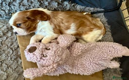 Cavalier King Charles Spaniel dogs for sale: Kc Cavalier King Charles Spaniel pups DNA tested  - Image 12