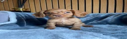 Cocker Spaniel dogs for sale: KC reg Working cockers - Outstanding pedigree - Advert 19