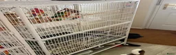 Conures birds for sale: Lovely male conure for sale - Advert 2