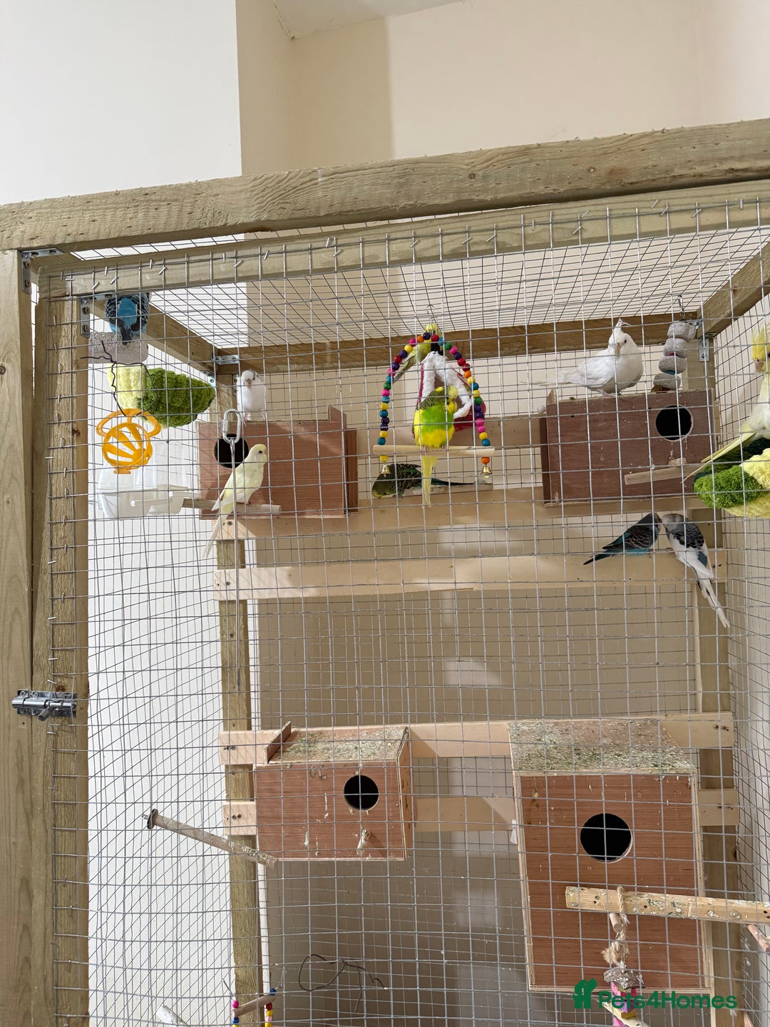 Budgerigars birds for sale: Birds - Image 3