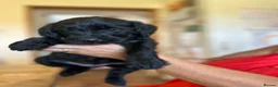 Labradoodle dogs for sale: Beautiful happy labradoodle puppies Ready 15.07.26 - Advert 26