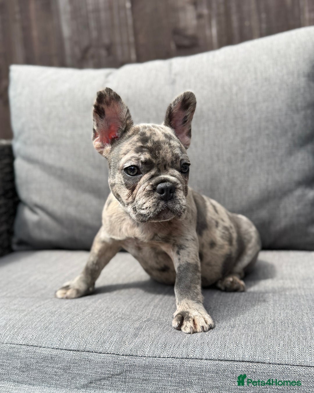 French Bulldog dogs for sale: French Bulldog Puppies–4 Girls & 2 Boys READY NOW  in Walton-on-Thames - Image 25