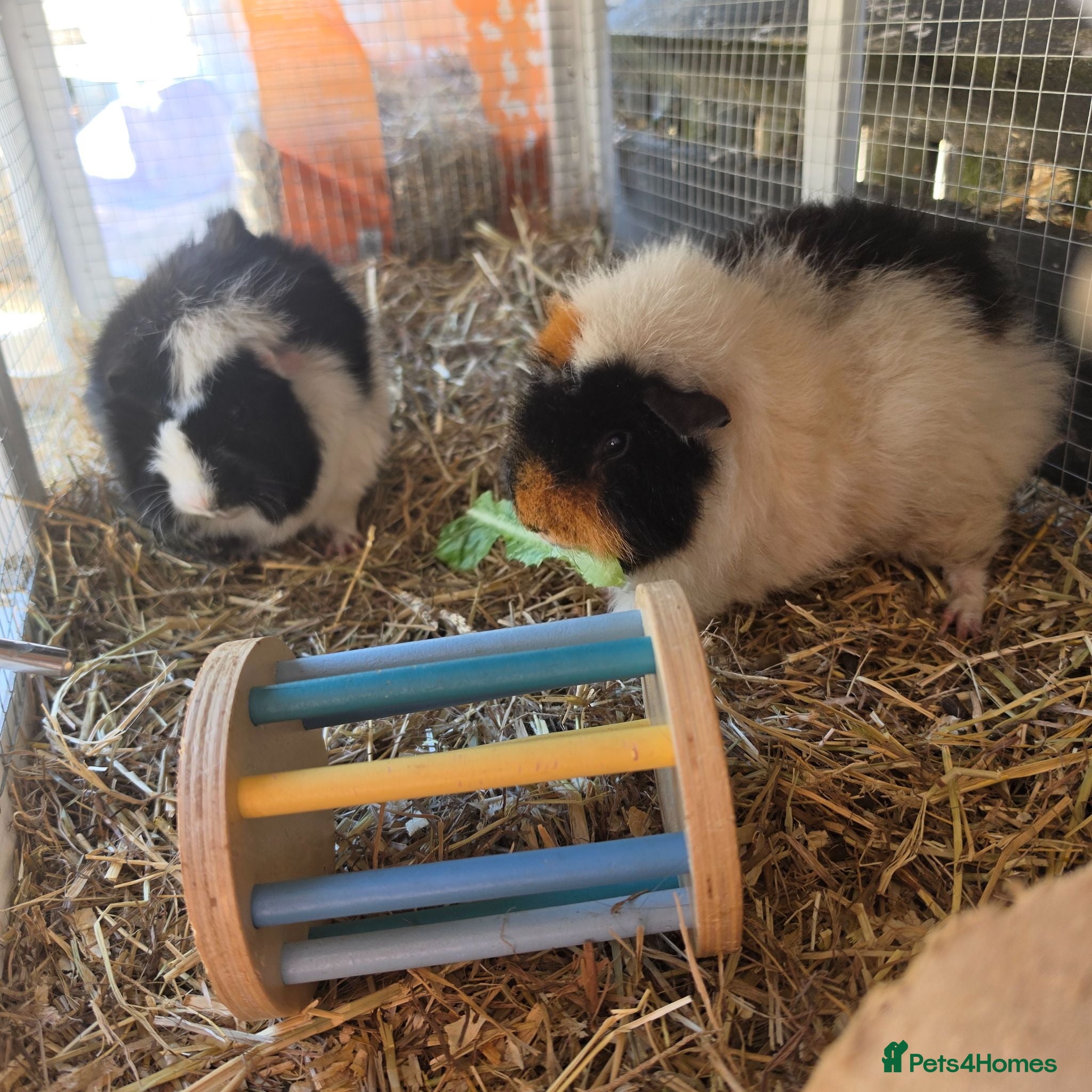 Guinea Pig rodents X2 boars for sale with option of hutch and/or cage - Advert 5