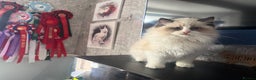 Ragdoll cats for sale: Stunning GCCF/TICA Purebred Reg Ragdoll Kittens - Advert 20