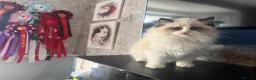 Ragdoll cats for sale: Ready Now  GCCF/TICA Purebred Reg Ragdoll Kittens - Advert 15