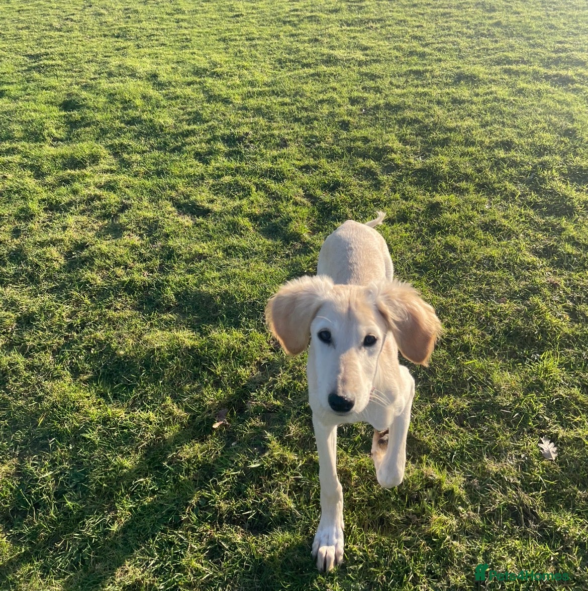 Saluki dogs 4 month old Saluki girl pup - Advert 2