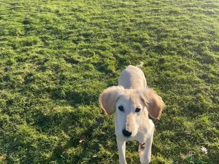 Saluki dogs 4 month old Saluki girl pup - Advert 1