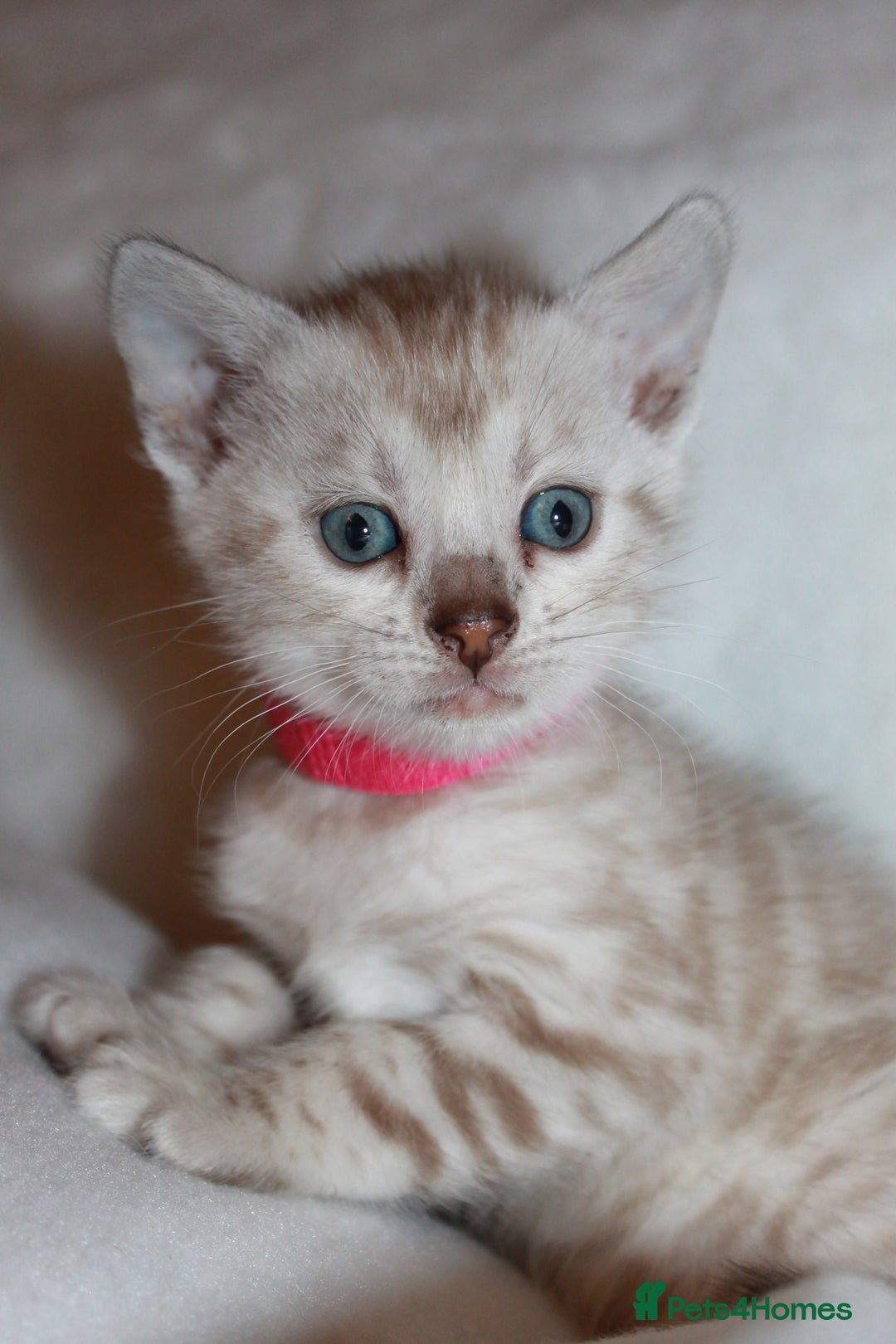 Bengal cats for sale: Pedigree TICA Bengal Kittens - Ready 07/01/26 - Advert 22