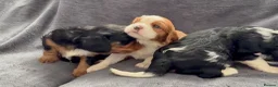 Cavalier King Charles Spaniel dogs for sale: Sweet RKCR Cavalier King Charles Spaniel Puppies - Advert 4