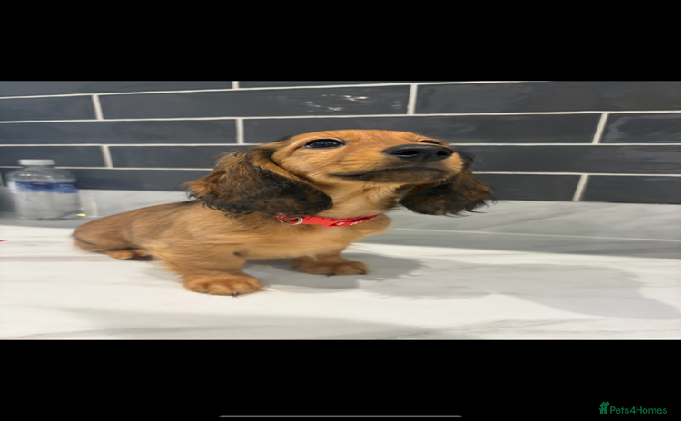 Miniature Dachshund dogs - Advert 14