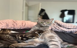 Mixed Breed cats for sale: Kittens  - Image 5