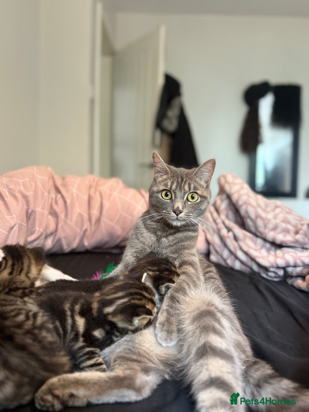 Mixed Breed cats for sale: Kittens  - Image 5