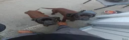 Bavarian Mountain Hound dogs for sale: Bavarian mountain hound pups in Londonderry - Advert 12
