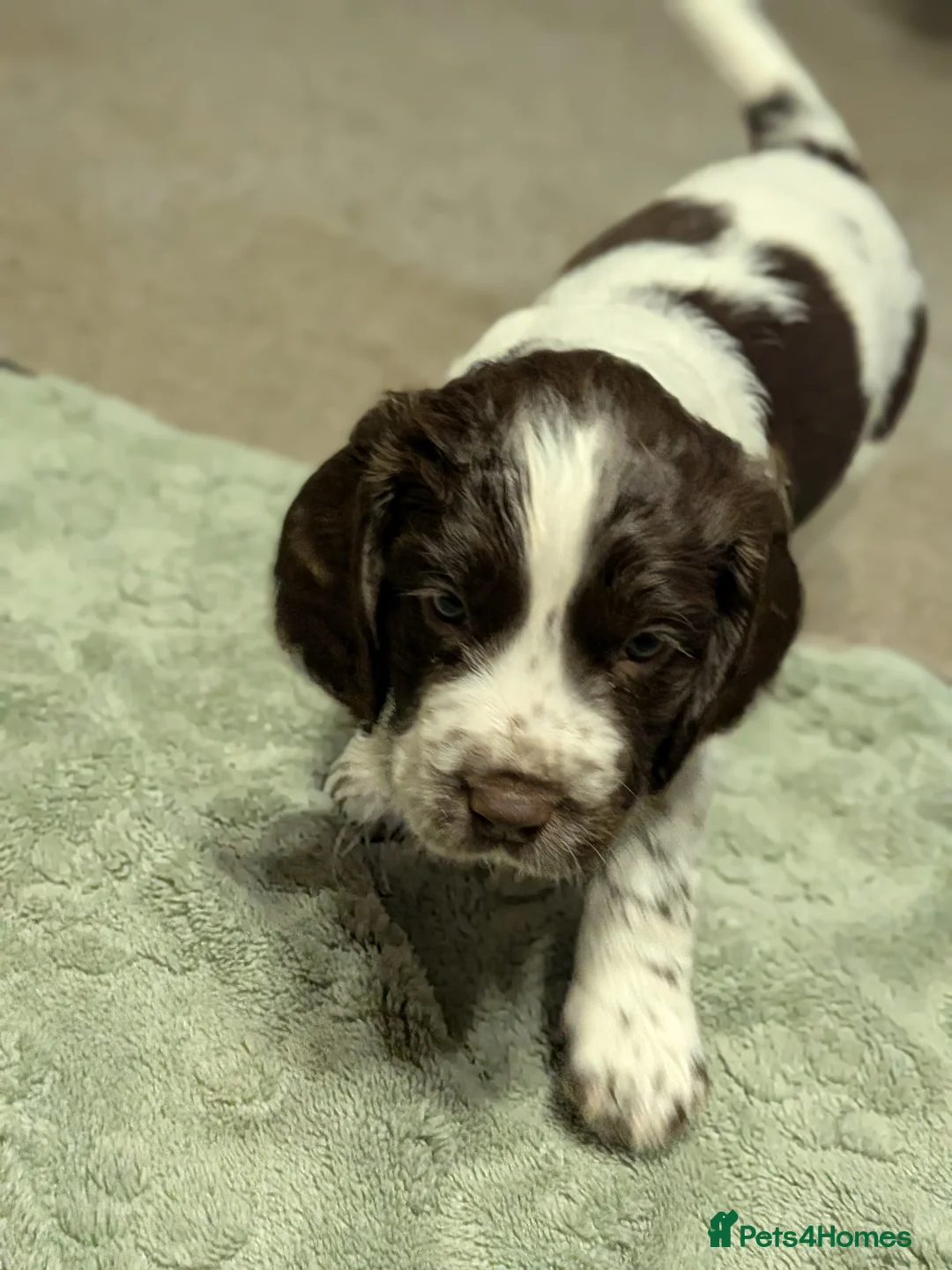 Sprocker dogs for sale: Beautiful Sprocker Puppies - Advert 2