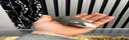 Rat rodents for sale: Male and female rats for sale(dumbo Siamese solid) - Advert 5