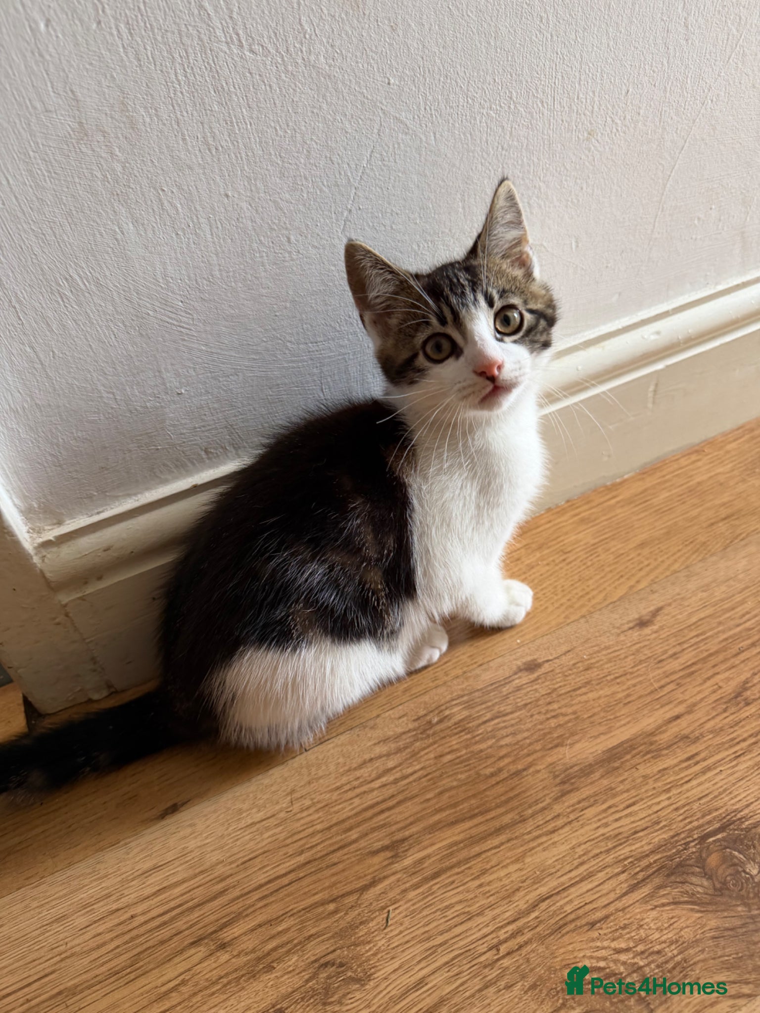 Mixed Breed cats Half sphynx kitten - Advert 1