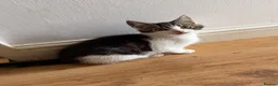 Mixed Breed cats for sale: Half sphynx kitten - Advert 1