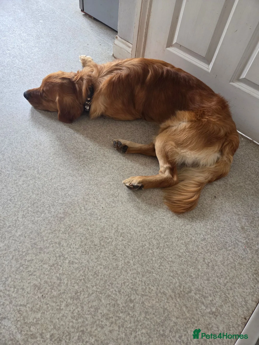 Golden Retriever dogs for sale: Golden retriever  - Advert 2