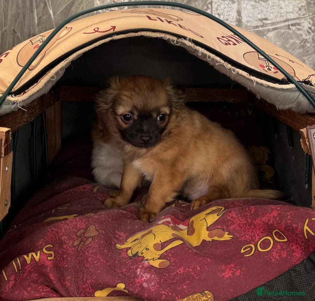 Chihuahua dogs for sale: Chihuahua long coat puppies ...only BOY left - Advert 20